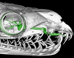 Image result for Snake Eye Diagram