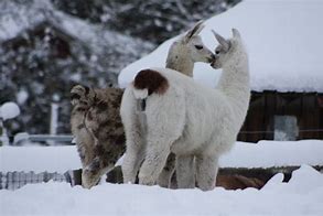 Image result for Pet Llama