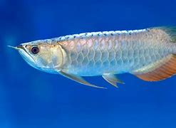 Image result for Long Baim Fish