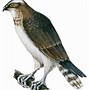 Image result for Osprey