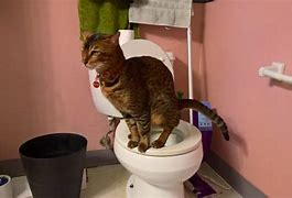 Image result for Cat Using Toliet