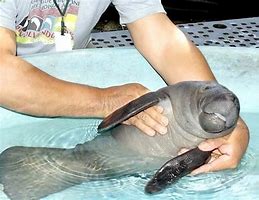 Image result for Cute Dugong Babies