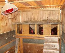 Image result for Chicken Co-op Roost Design