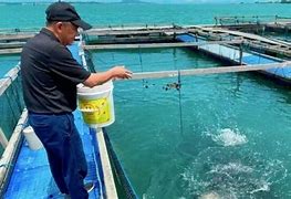 Image result for Ikan Kakap Putih Jantan