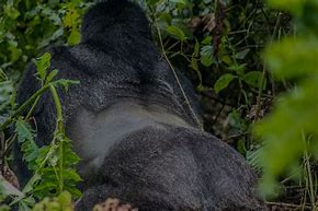 Image result for Silverback Gorilla Punch