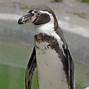 Image result for Linux Penguin Eating Fish