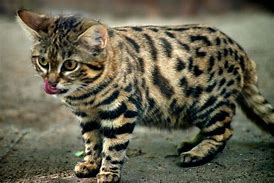 Image result for Black-footed Cat