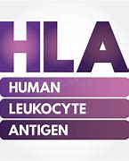 Image result for Human Leukocyte Antigen Gene Complex