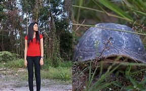 Image result for Tortoise Pose