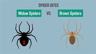 Image result for A Black Widow Spider Bite