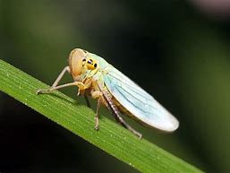 Image result for Leafhopper Stock-Photo