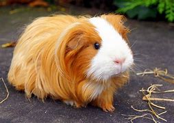 Image result for Long Hair Guinea Pig