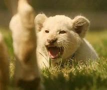 Image result for Lion Cub Roar