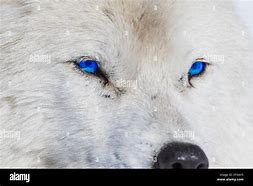 Image result for Snow Wolf Blue Eyes