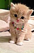 Image result for Plces Cute