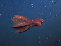 Image result for Vampire Squid Classification Chart