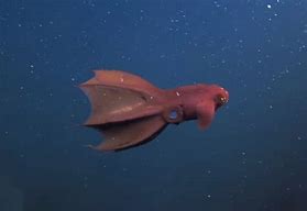 Image result for Vampire Squid