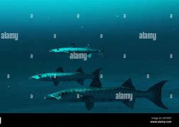 Image result for Barracuda vs Shark