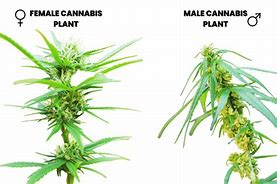 Image result for Male vs Female Cannabis Plant