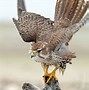 Image result for Bumble Foot in Prairie Falcon