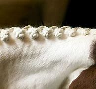 Image result for Braided Horse Mane