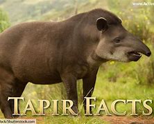 Image result for Wild Tapir