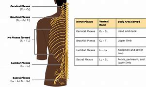 Image result for Prostatic Plexus