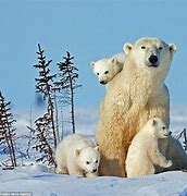 Image result for Royalty Free Polar Bears Protecting Cubs