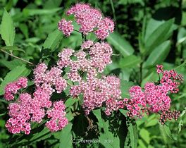 Image result for Tree with Fuzzy Pink Blooms