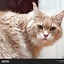 Image result for Cream Maine Coon Cat