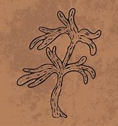 Image result for Mycorrhiza Cartoon