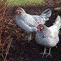 Image result for Blue Chicken Breeds With