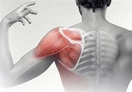 Image result for Shoulder