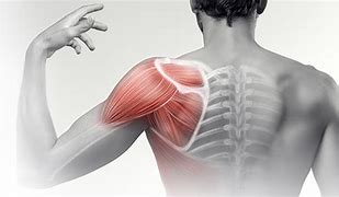 Image result for Shoulder Muscle Groups