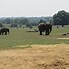 Image result for Whipsnade Zoo Elephants