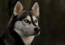 Image result for Husky Colors