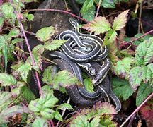 Image result for Snake Family Tree