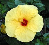 Image result for Hawaii State Flower