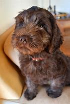 Image result for Chocolate Labradoodle