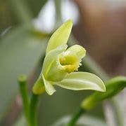 Image result for Vanilla Orchid South America