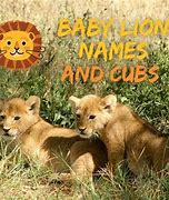 Image result for male lion cub names