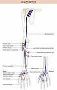 Image result for Median Nerve Distribution Arm