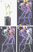 Image result for Plant Root Can Capture