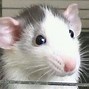 Image result for dumbo fancy rat