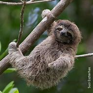 Image result for Baby 3 Toed Sloth