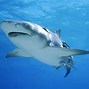 Image result for Bull Shark Pup