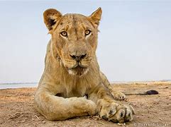 Image result for Teenage Male Lion