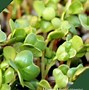 Image result for Two Cotyledons