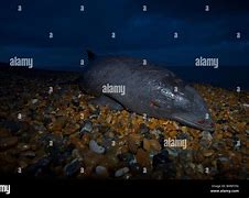 Image result for Dead Harbour Porpoise