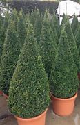 Image result for How to Grow Buxus Plants